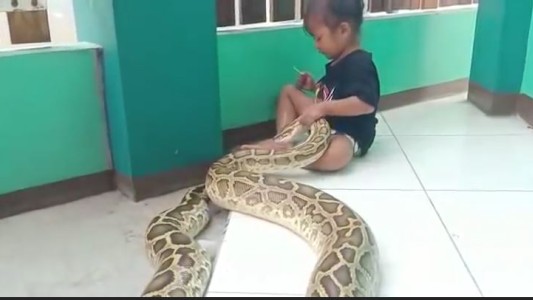 Insólito: una nena de 3 años juega con una pitón gigante