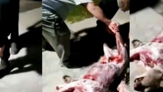 El funcionario de Defensa Civil que arrastró a un perro, ahora faenó a un puma
