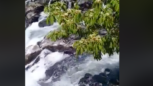 Indignante: arrojaron a un perro al río y murió ahogado