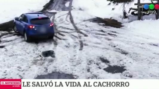 El perro héroe que salvó a un cachorrito de una muerte segura