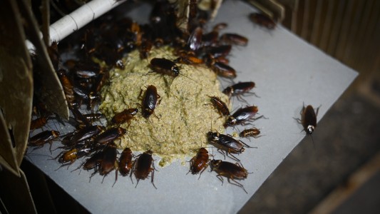 Cómo se crian las cucarachas para comer y usar en medicamentos