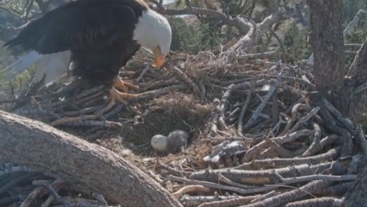 Así cuida el águila a su cría recién nacida
