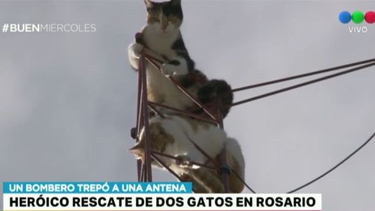 Heroico rescate de dos gatos en Rosario