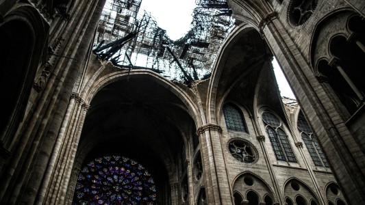 ¿Qué pasó con las 150.000 abejas que vivían en el techo de Notre Dame?