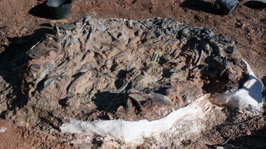 Ischigualasto: descubrieron un cementerio de dinosaurios de hace 220 millones de años