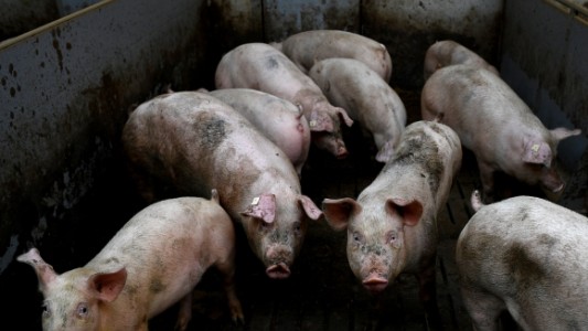 Reclaman directivas éticas tras el estudio que logró funciones neuronales en el cerebro de cerdos muertos