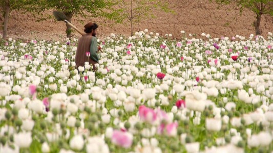 Los campos de amapolas florecen en Afganistán