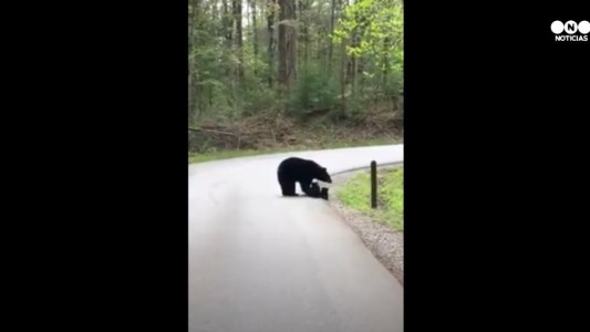 El tierno cuidado de una osa protegiendo a sus crías