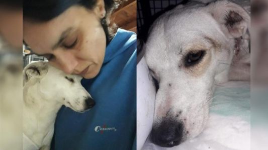 Dolor: despellejaron a Rosita, la perrita callejera que lucha por su vida