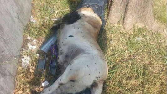 Piden justicia por un labrador que estaba perdido y apareció muerto