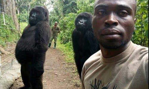 La triste historia detrás de la selfie del guardaparque con los gorilas "casi humanos" del Congo