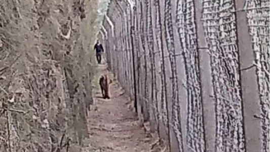 Brandsen: capturaron a un puma que apareció dentro de un country