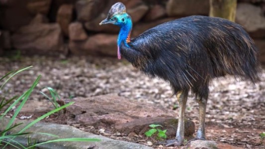 Subastan el casuario, ave más peligrosa del mundo, que mató a su dueño en Estados Unidos