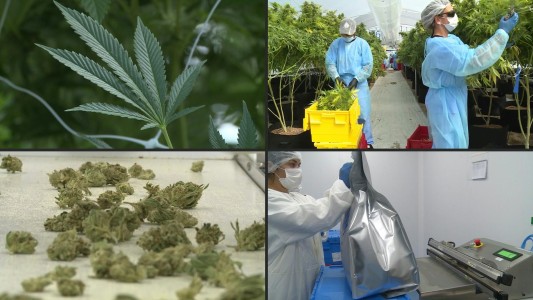 Uruguay exporta su primer cargamento de marihuana medicinal