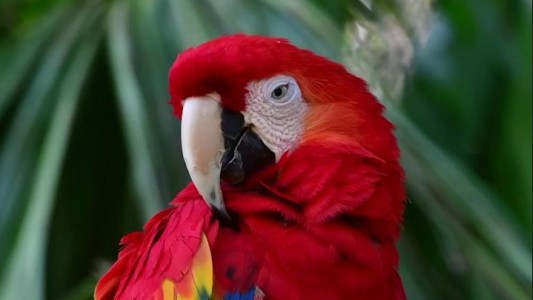 Alerta: un millón de especies en peligro de extinción