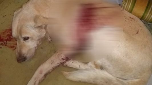 Indignación en Vela: apuñalaron a dos perros, uno de ellos murió