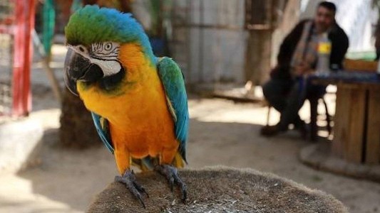 Loro "narco", preso: avisaba a sus cómplices cuando llegaba la policía