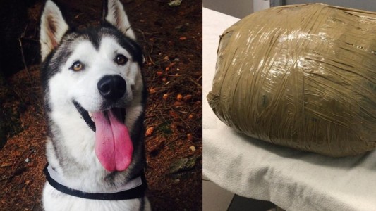 Impactante foto: denunció que dejó a su perra en una guardería y se la devolvieron así