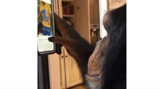 Video: así maneja Instagram un chimpancé "influencer"
