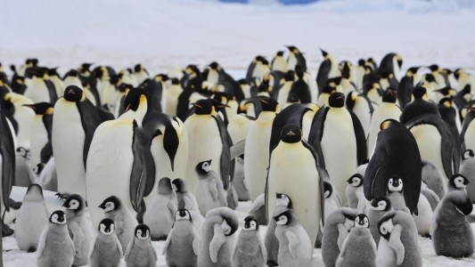 El drama de los pingüinos emperador: por el cambio climático se mueren todas las crías en la Antártida