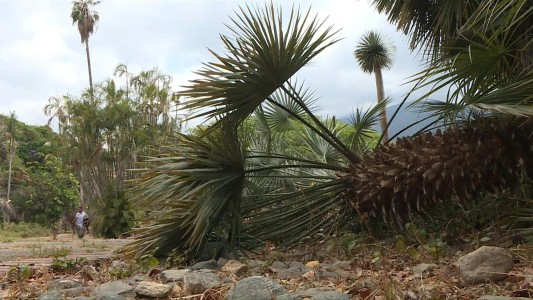 El jardín botánico de Venezuela puede morir