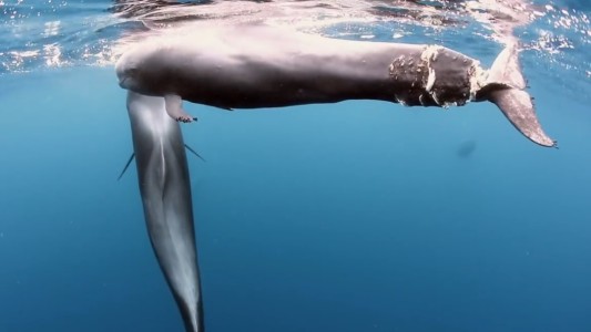 Grabó a una ballena piloto con la cola cortada: "Causado por un animal irracional, el hombre"