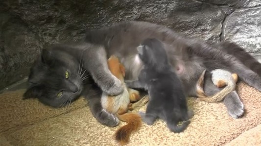 Las tiernas imágenes de la gata que adoptó ardillas bebés