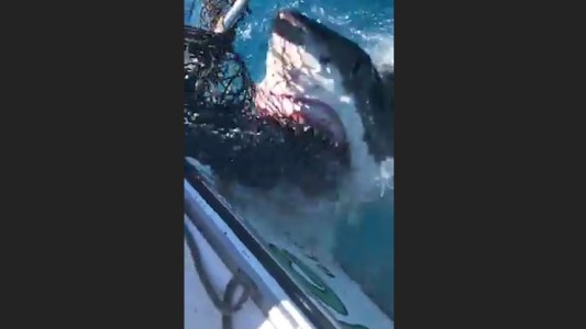 Tremendo susto por enorme tiburón que ataca a pescadores