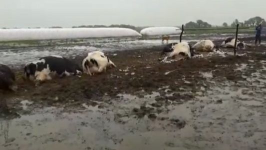 Un rayo mató a 21 vacas en un pueblo de Santa Fe