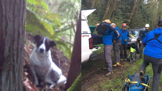 Murió mientras caminaba por el bosque y el ladrido de su perra guió a los rescatistas hasta su cuerpo