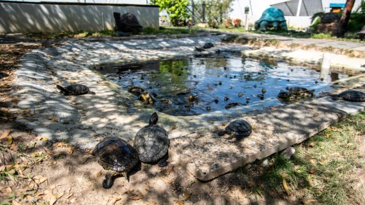 En peligro de extinción: la lucha de las tortugas por sobrevivir en un santuario