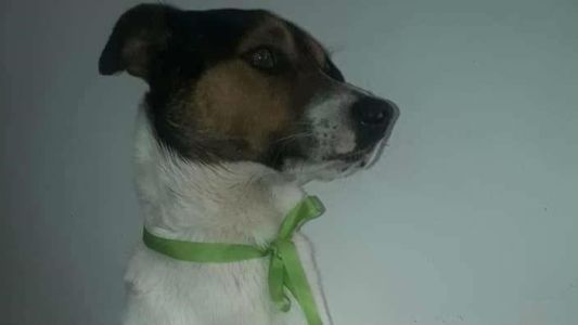 La historia de Pirata, el perro que murió por defender a un hombre de un asalto