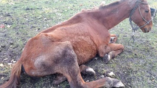Comenzó a funcionar el Instituto de de Derecho Animal para luchar contra el maltrato