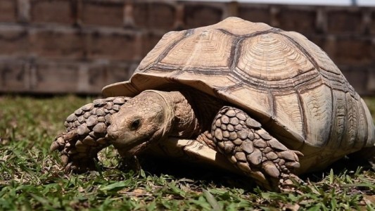 Centenares de tortugas en peligro por reurbanización