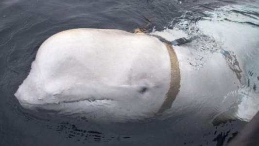 Video: hallaron una beluga "espía rusa" cerca de las costas de Noruega