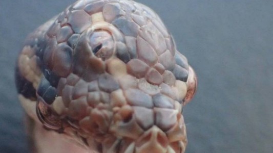 Sorpresa en Australia: hallaron una serpiente con tres ojos