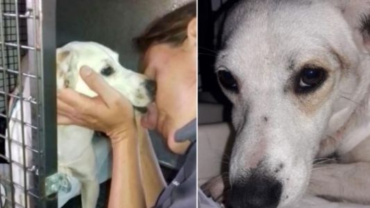 Se recupera Rosita, la perrita que fue despellejada en Córdoba: hay 300 personas que la quieren adoptar