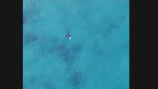 El tiburón, el drone y su presa