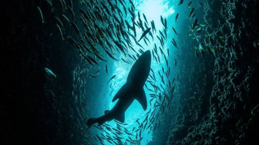 Un millón de especies están amenazadas de extinción