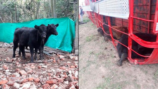 Volcó un camión con terneros y los carnearon en la ruta