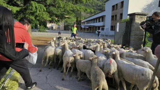 Para evitar el cierre de una escuela en un pueblo, inscribieron a las ovejas