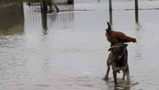 Solidaridad animal: el perro que salvó a una gallina de morir ahogada