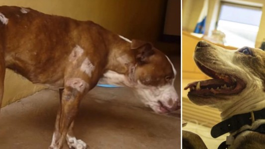 El curioso caso de la perra pitbull que fue llamada como testigo en un juicio por maltrato animal
