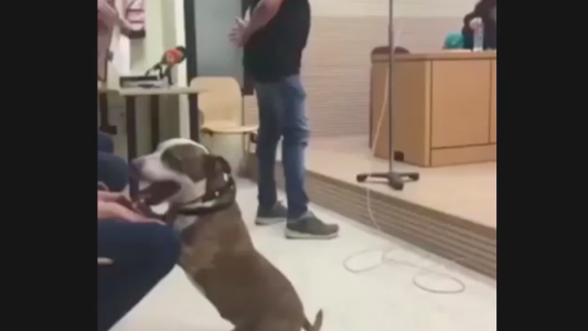 Inédito: una perra participó de un juicio por maltrato animal