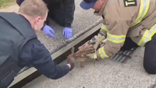 El emotivo rescate de un ciervito