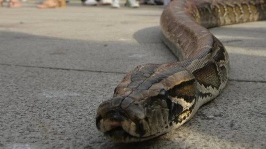 Lo atacó una serpiente, tuvo un ataque de locura y la mató a mordiscos