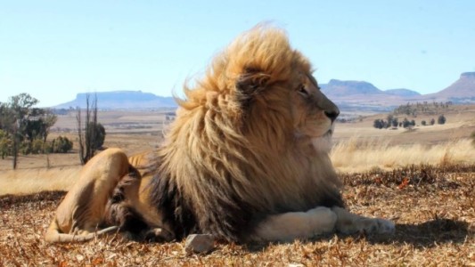 Un león con cáncer de piel recibe terapia radiológica en un hospital para humanos