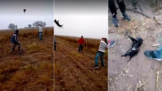 Crueldad sin límites: se grabaron jugando al béisbol con un perro hasta matarlo