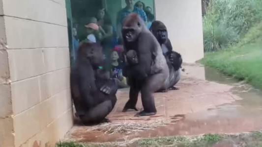 Gorilas se protegen de la lluvia