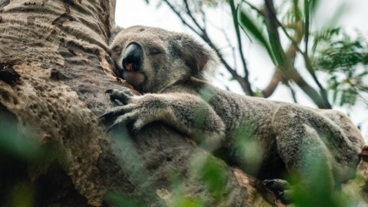 Alerta en Australia: una ONG advirtió que los koalas están "funcionalmente extintos"
